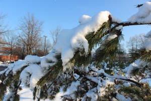 Heavy Snow Weighs on Evergreens