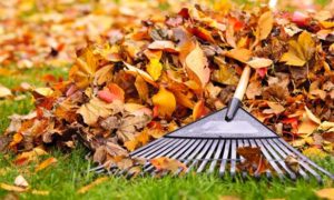 Fall Clean Up Dig Right In Landscaping