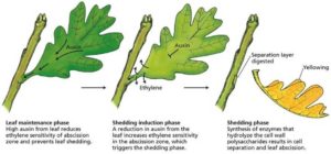 illustration of the different phases of leaves