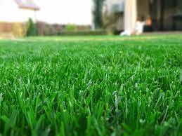 Healthy Lawn