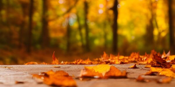 colorful-leaves