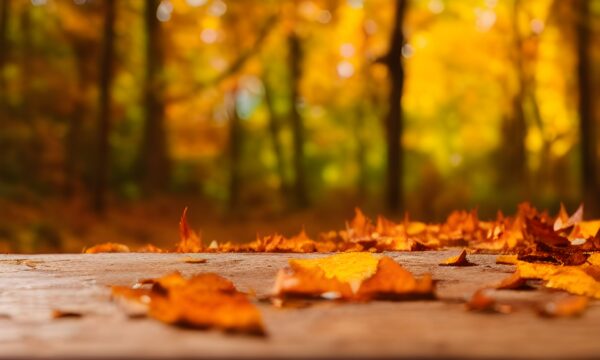 colorful-leaves